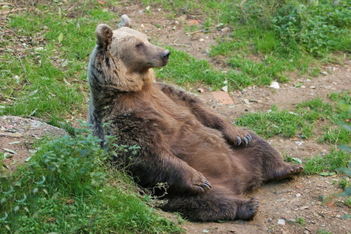 Bear sitting
