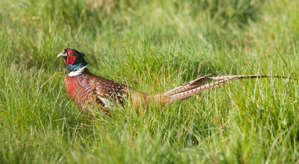 istock Male pheasant in a field, UK game birds 1347236697