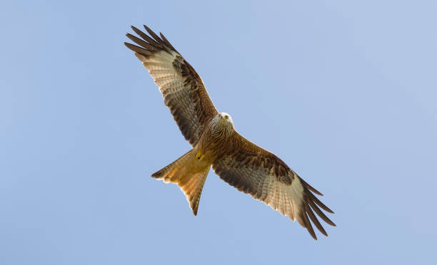 istock Red kite bird flying in the sky, Buckinghamshire, UK 1347236715