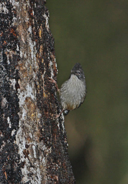 streak-throated barwing - jungle babbler imagens e fotografias de stock