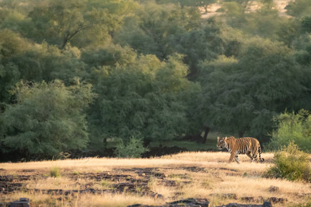 ランタンボール国立公園やトラ保護区サワイマホプルラジャスタンインドのジャングルサファリで自然の緑の背景に自然の緑の背景に山や丘の尾根のうろつく野生のベンガルトラ - パンテラ� - safari safari animals color image photography ストックフォトと画像