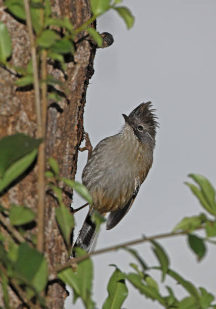 줄무늬 배윙 - jungle babbler 뉴스 사진 이미지