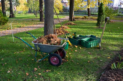 istock Cart, rake, containers with seedlings.Autumn leaf cleaning in the Park 1347239143