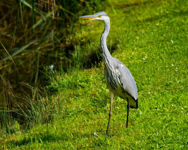 istock Heron at pond, close up shot 1347239812