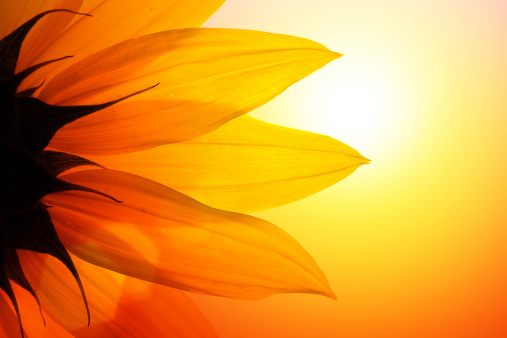 Sunflower detail over sunset sky, close-up.