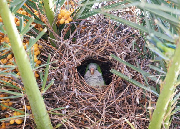 Parakeet parrot looking down from the nest in the top of a palm tree in the city center