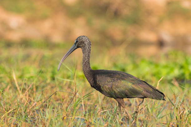 istock Glossy ibis searching food in backwater 1347242578