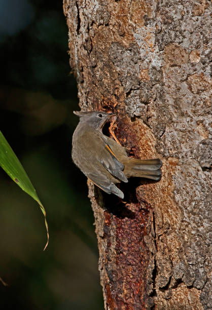 istock Stripe-throated Yuhina 1347242878
