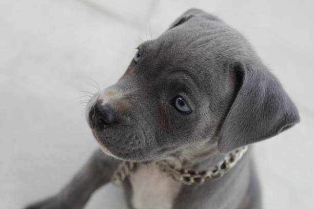 A girl paw has beautiful eyes Pit bull baby name is “Hera” blue nose pitbull pictures pictures stock pictures, royalty-free photos & images