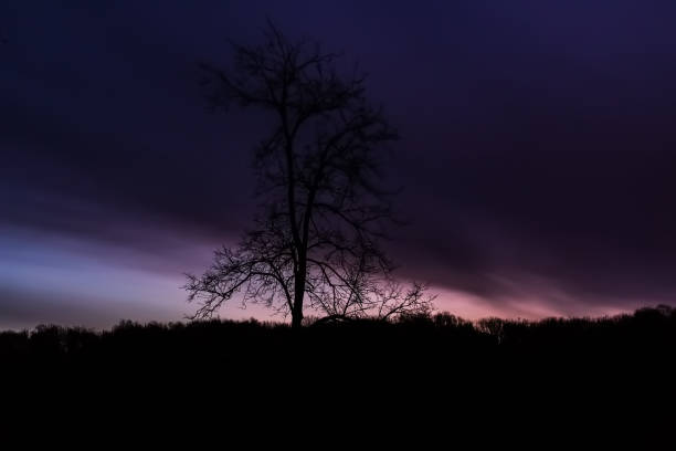 Real tree on background of dark blue-purple dawn in winter