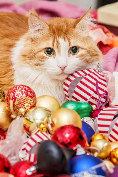 istock Cat and christmas tree toys 1347246481