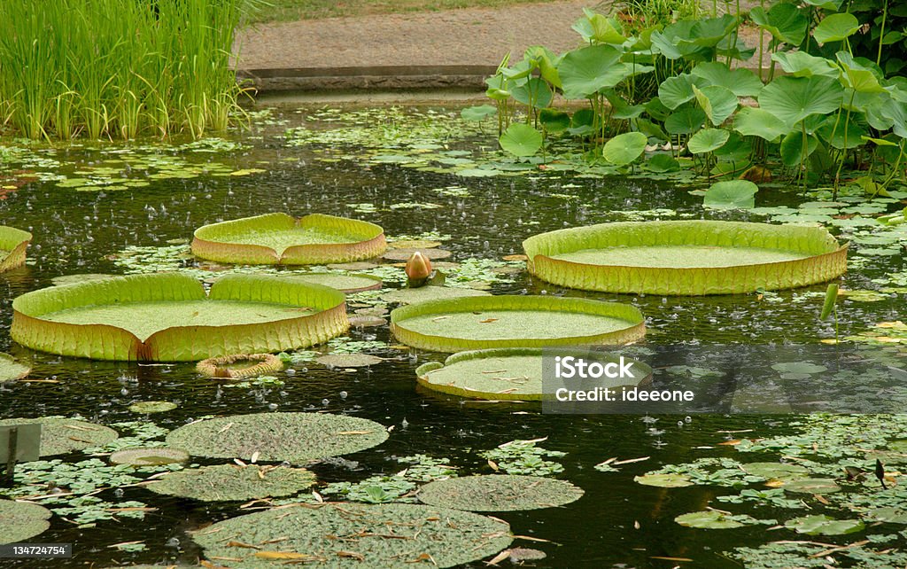 Botanical de pluie - Photo de Jardin botanique libre de droits