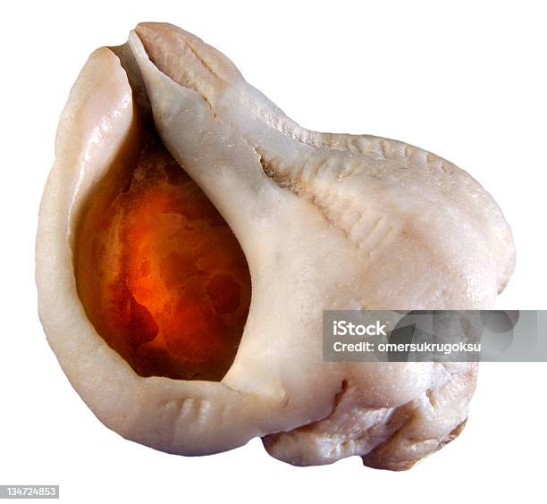 Shell Stock Photo - Download Image Now - Fishing, Turtle, Animal Shell
