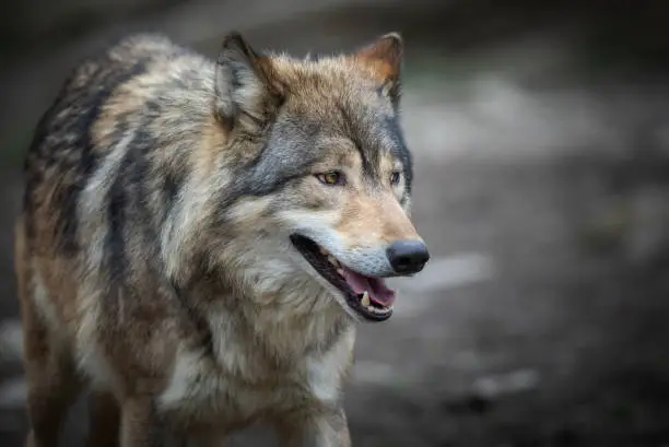 Close shot of a beautiful canadian timberwolf.