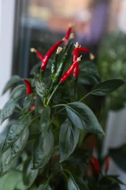 istock Hot peppers grow on a bush 1347253507