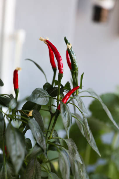 istock Hot peppers grow on a bush 1347253540