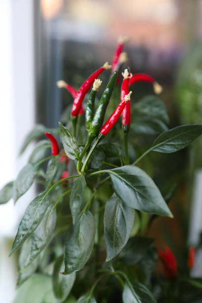 istock Hot peppers grow on a bush 1347253821