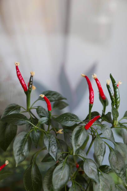 istock Hot peppers grow on a bush 1347253857