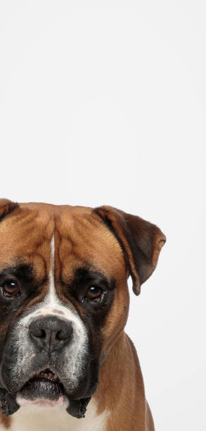 istock cute boxer dog showing half his face 1347253937