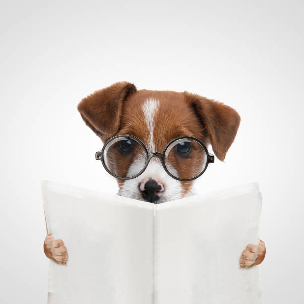 istock beautiful jack russell terrier dog reading the newspaper 1347253983