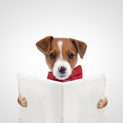 landscape of a cute jack russell terrier dog reading the newspaper and wearing a red bowtie