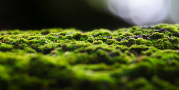 Green moss on a tree bark Completely covered tree bark in green moss. A closeup with shallow depth of field and nice background separation. Like a miniature diorama. diorama photos stock pictures, royalty-free photos & images