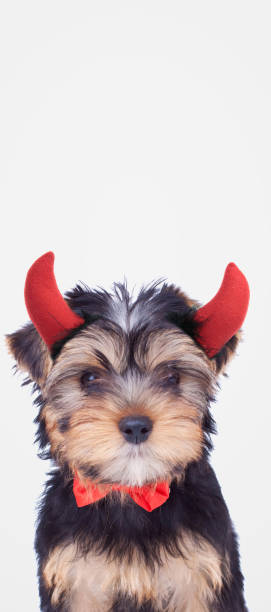 istock yorkshire terrier dog wearing devil horns and a bowtie 1347254061