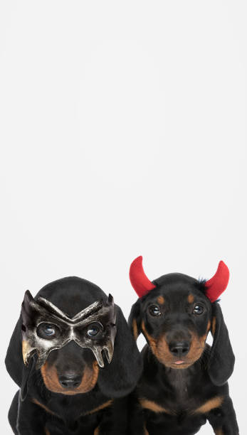 istock two teckel dogs wearing devil horns and a mask 1347254373