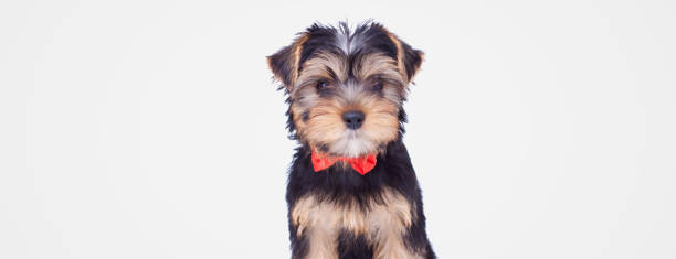 istock sweet yorkshire terrier dog wearing a red bowtie 1347254389