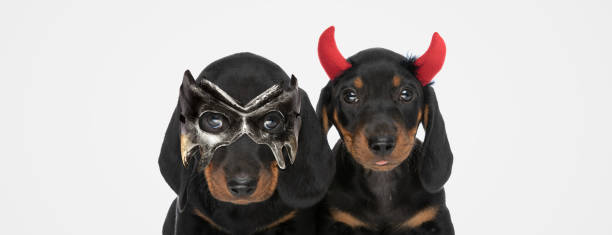istock two teckel dogs are wearing devil horns 1347254410