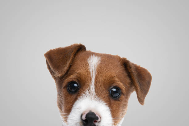 istock jack russell terrier dog hiding his face from the camera 1347254623
