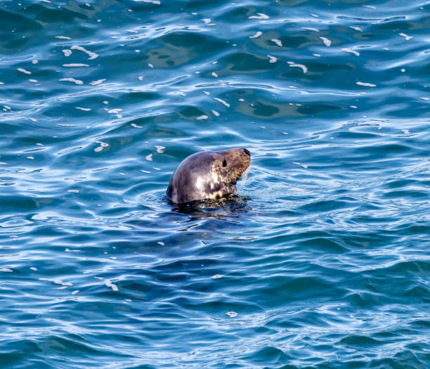 Taken at Morte Point nr Woolacombe, Devon, England, UK