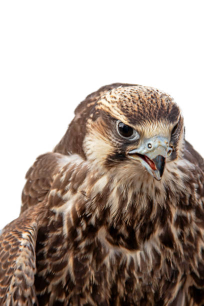 istock Peregrine Falcon in close-up 1347255305