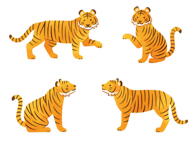 ilustrações de stock, clip art, desenhos animados e ícones de watercolor style illustration set of tigers in various poses - undomesticated cat white background pattern isolated