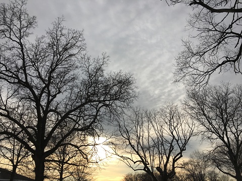 Low angle view of canopy of bare trees and sunset. Winter afternoon, Glen Island Park, New Rochelle, New York.