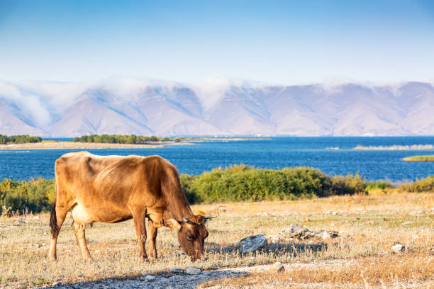 Brown cow against beautiful landscape with lake Sevan and mountains in Armenia.