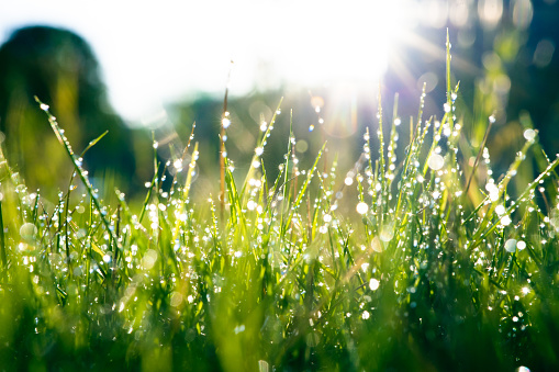 Green grass with dewdrops in the morning