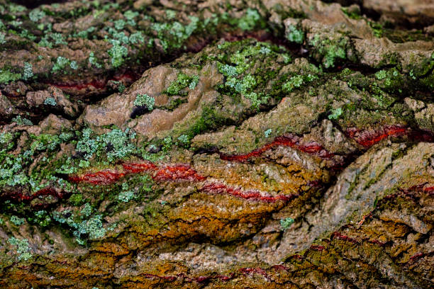 High resolution tree bark texture with a moss and lichen. This texture can be used both horizontally and vertically, flipped left or right.