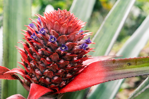 Close up of red pineapple with flower.