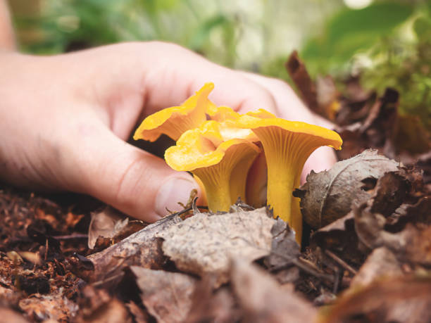 istock The hand picks the mushrooms. 1347261031