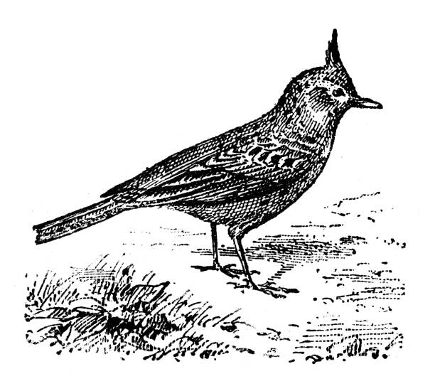 Antique illustration: crested lark (Galerida cristata) Antique illustration: crested lark (Galerida cristata) lark stock illustrations