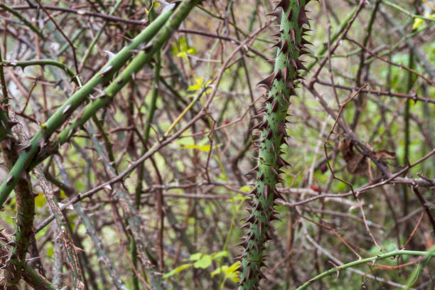 istock thorny branch of a bramble 1347261318