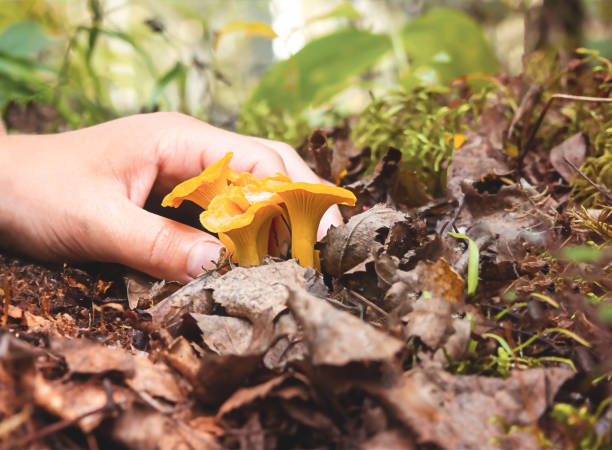 la main cueille les champignons. - chanterelle photos et images de collection