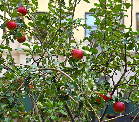 Autumn in New York City. Red ripe apples