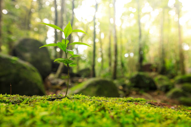 istock Nature background of Thailand 1347264520