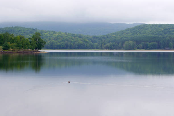 istock single duck swimming in still water in a lake 1347264722