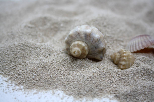 istock Sea round stones and seashells on the fine sand. Selective focus. 1347264855