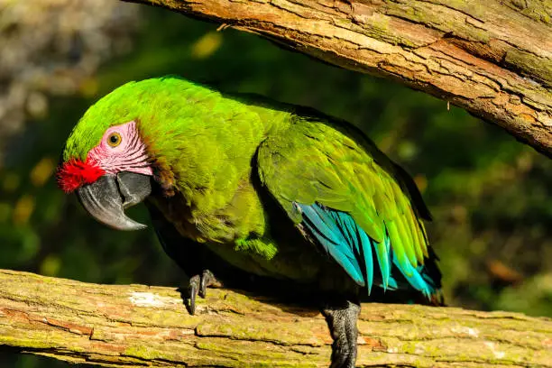 A green Military-Macaw in wildlife. The photo was shot in Colombia