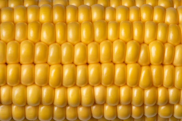 istock Fresh yellow sweet corn full frame close up 1347266098