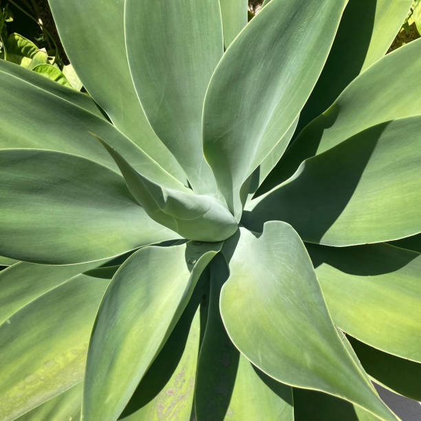 istock Sisal plant 1347269564